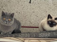 -糯米喵星人总部直营旗舰店·猫舍·幼猫出售