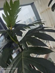 -HEYAN荷妍专业脱毛连锁机构