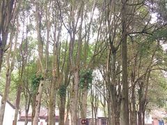 -羊楼洞