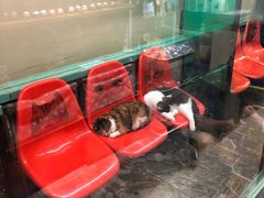 -猫咪博物馆(顶澳仔猫街店)