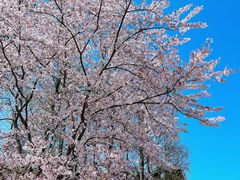 -上海滨江森林公园