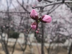 -桃花堤公园
