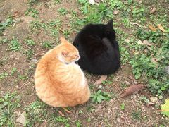 -南国桃园旅游度假区