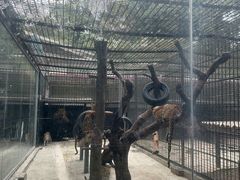 -深圳野生动物园