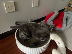 -瑞派·关忠动物医院·猫专科·犬专科(三环新城店)