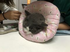 -御宝贝·A梦猫科宠物医院(国际猫友好医院)