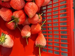 -大自然农场蔬菜草莓采摘园