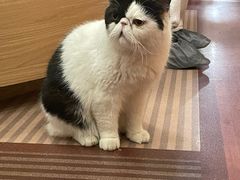 -MOCHA明星猫咖(田子坊店)