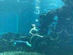 -海棠湾洲际-涛·海底餐厅·美人鱼·自助餐·海底隧道