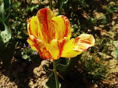 -郑州中国绿化博览园