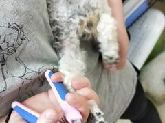 -瑞鹏宠物医院·猫科·宠保定点(梅溪湖分院)