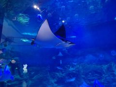 -烟台海昌鲸鲨海洋公园