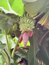 -宝生月子中心(独栋园林·福田店)