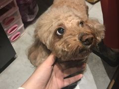 -酷狗靓猫宠物·洗护·美容·寄养(航北路店)
