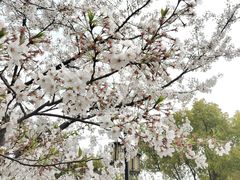 -苏州上方山国家森林公园