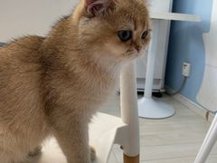 -喵的天空名猫咖啡馆·撸猫·猫舍·用品