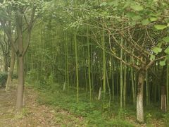 -金钉子远古世界景区