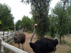 -大连森林动物园