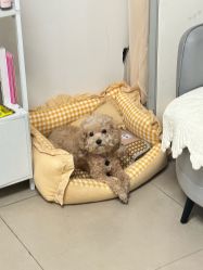 -程氏苗堂苗技养生
