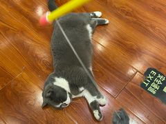 -猫小院猫主题咖啡厅(北锣店)