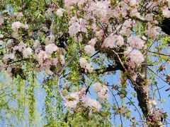 -海棠花溪(元大都城垣遗址公园)