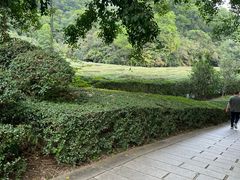 -大屏嶂森林公园