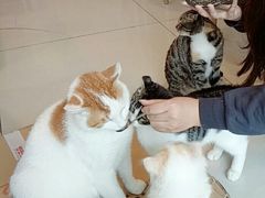 -平行世界·猫咖(首经贸店)