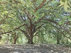 -墨尔本皇家植物园