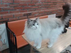 -豆逗聊愈猫阁Easy Life