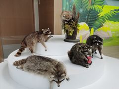 -陕西自然博物馆