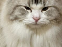 -柴迷FANS CLUB·柴犬狗咖·猫咖