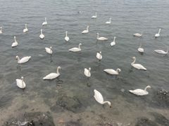 -烟墩角天鹅湖