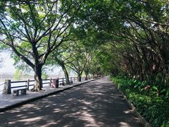 -大湾区中央湿地公园