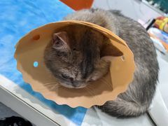 -伟伟宠物医院·CT影像中心·瑞派犬猫综合性门诊(汉口总院)