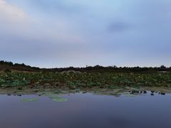 -上海海湾国家森林公园