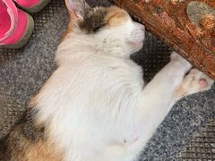 -查龙寺