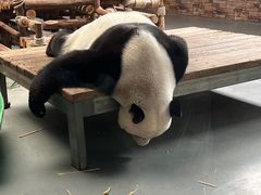 -东莞香市动物园