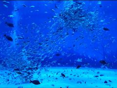 景点-上海海昌海洋公园