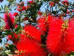 -桤木河湿地公园