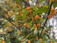 -桤木河湿地公园