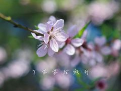 -金鸡山公园