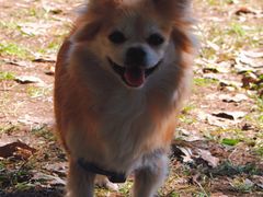 -长白岛森林公园