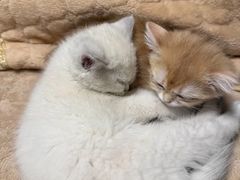 -喜多萌中农锦绣动物医院24H·猫科·牙科MRI·CT