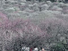 -香雪海