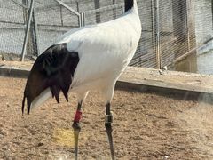 -盐城丹顶鹤湿地生态旅游区
