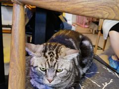 -平行世界·猫咖(首经贸店)