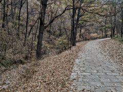 -金龙寺国家森林公园