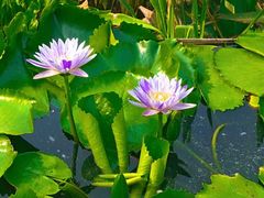 -甘家界牌柠檬鸭(青山店)