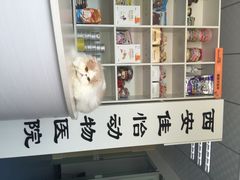 iphone_upload_pic-佳怡动物医院·平价24小时·猫专科骨外科