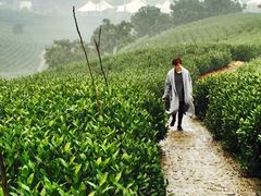 -帐篷客·溪龙茶谷度假酒店